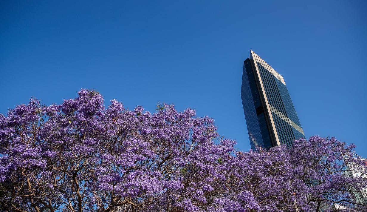 FOTO Melihat Bunga  Jacaranda Bermekaran di Sydney 