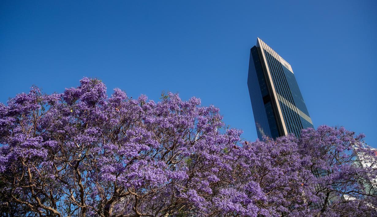 FOTO Melihat Bunga  Jacaranda Bermekaran di Sydney 
