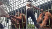 Pria yang ditarik orang utan minta maaf, pihak kebun binatang buka suara. (Sumber: Instagram/ipin_chill)