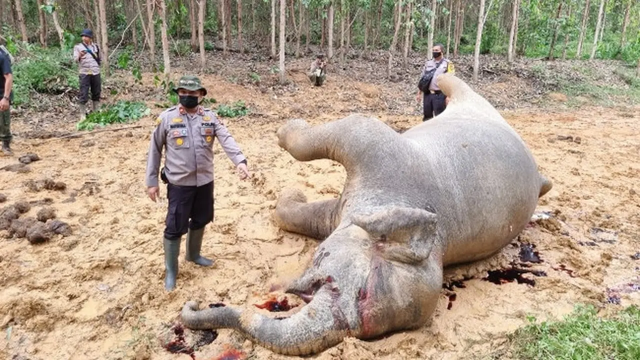 Gajah mati di Kabupaten Bengkalis diduga diracun pakai buah nanas.