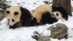 Dua ekor panda berguling di atas salju yang dibuat oleh anggota staf di dalam kandang mereka di Giant Panda Breeding di Chengdu, China pada 25 Desember 2019 . Tempat ini merupakan rumah para panda yang dikembangbiakkan. (Photo by STR / AFP)