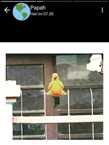 6 Status WhatsApp Bapak-Bapak, Garing tapi Kocak