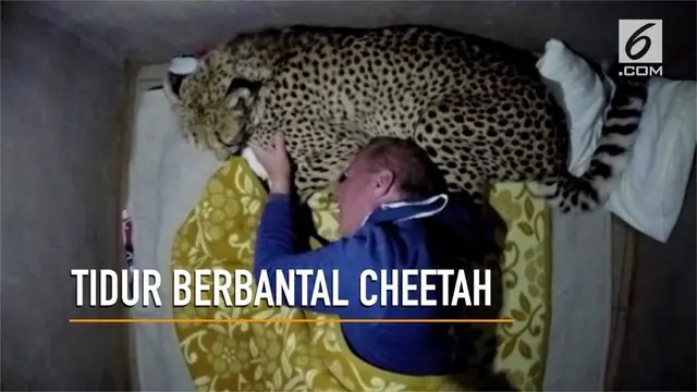 VIDEO: Ngeri, Pria Ini Tidur Berbantal Citah