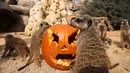 Sejumlah Meerkat berkumpul di dekat labu saat perayaan Halloween di Kebun Binatang Zoom Torino, Cumiana, dekat Turin, Italia utara, Jumat (28/10). Tingkah unik diperlihatkan sejumlah hewan saat diberikan labu kepada mereka. (AFP PHOTO/Marco Bertorello)