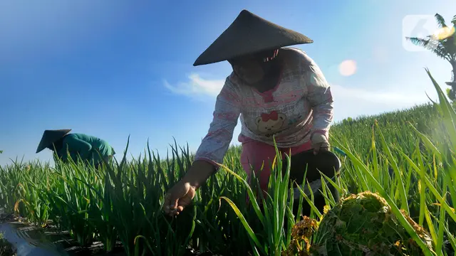 Petani Keluhkan Harga Pupuk