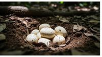 8 Ciri Telur Ular yang Masih Aktif, Panduan Mengenali dan Memahaminya
