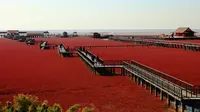 Panjin Red Beach, Tiongkok. (wallpapersdsc.net)