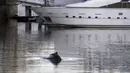 Seekor paus yang terdampar masuk ke Pelabuhan Puerto Madero, Buenos Aires, Argentina, Senin (3/8/2015). Peristiwa tersebut sempat menjadi perhatian warga yang berada di sekitar pelabuhan tersebut.(REUTERS/Marcos Brindicci)