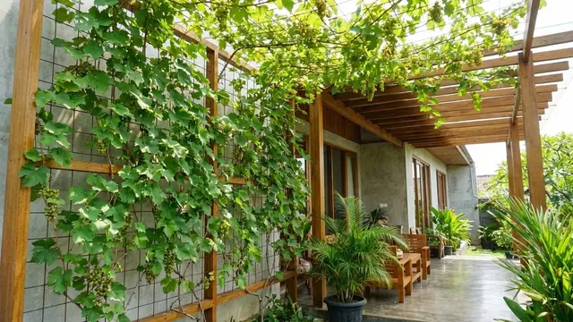 Kebun Buah Vertikal di Teras