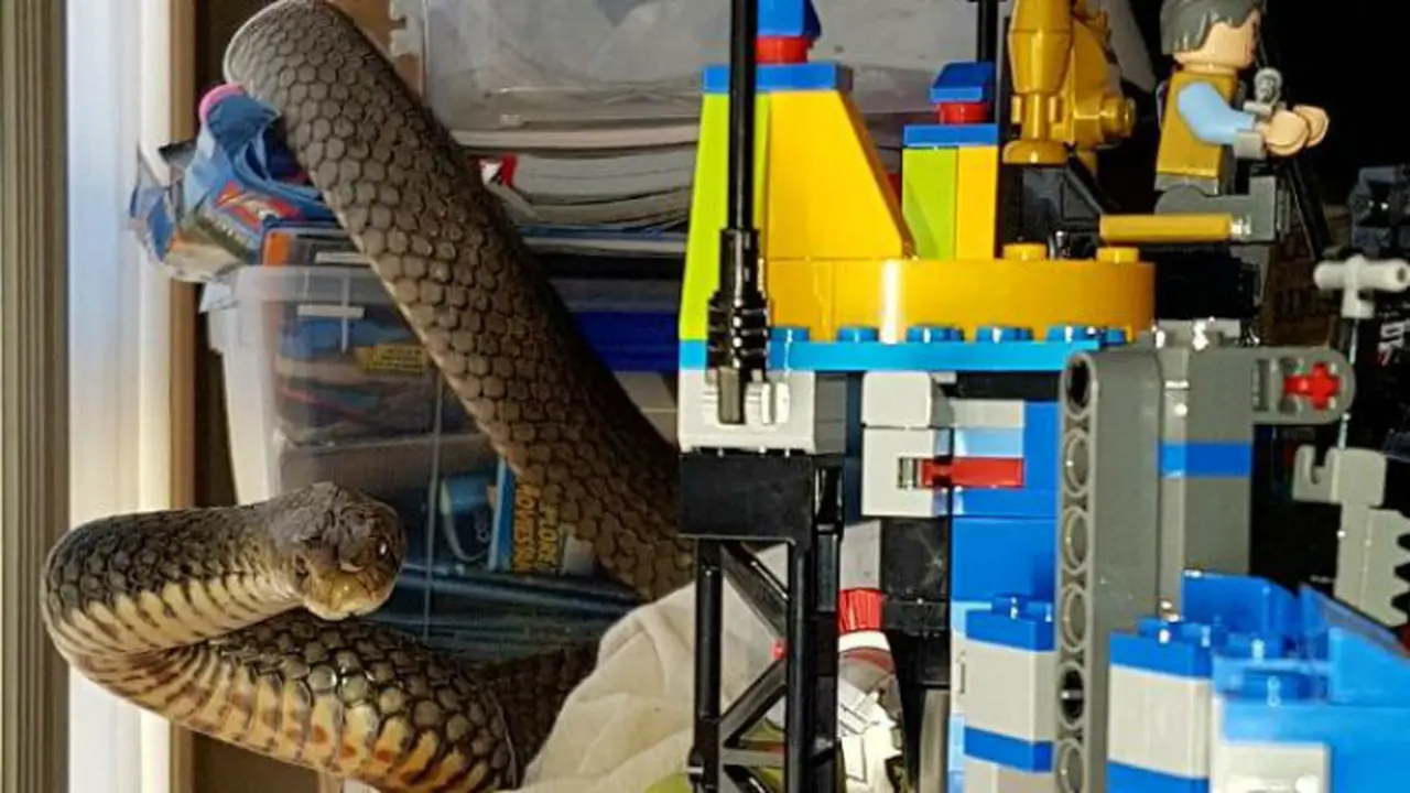 Eastern Brown Snake
