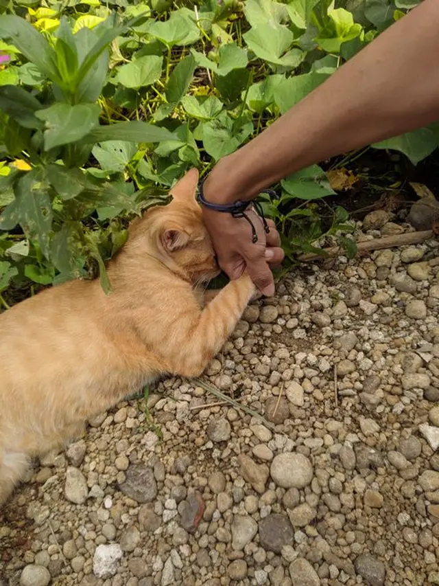 6 Momen Kompak Kucing dan Majikan Saling Minta Maaf Ini Bikin Senyum