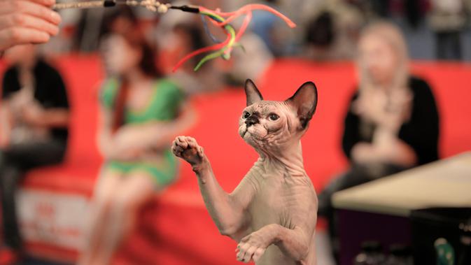 Seekor kucing Sphynx meraih mainannya saat mengikuti kompetisi kecantikan kucing internasional di Bucharest, Rumania (14/4). (AP/Vadim Ghirda)