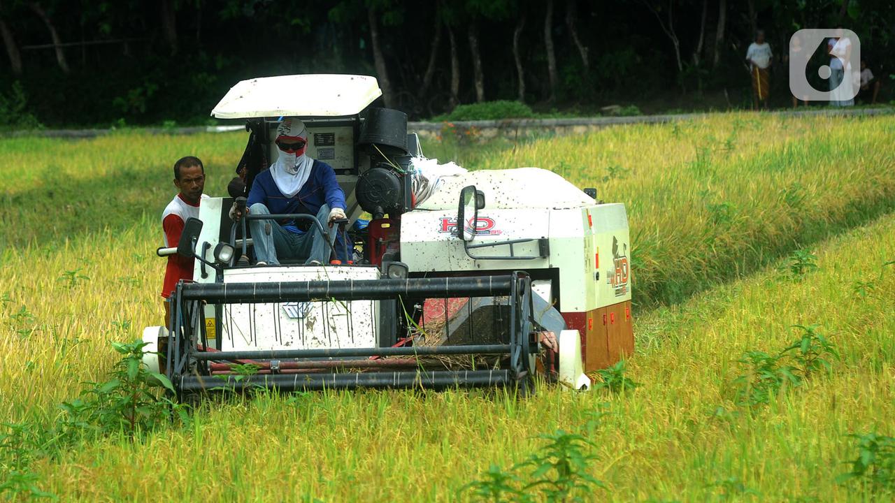 Melihat Petani Kulon Progo Panen Padi Menggunakan Mesin