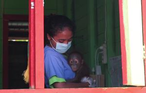 Moscatia Muda atau Dr Oci saat mengurus tiga bayi orang utan di kliniknya. (Liputan6.com/ Abdul Jalil)