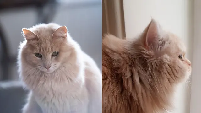 Kucing angora dan persia