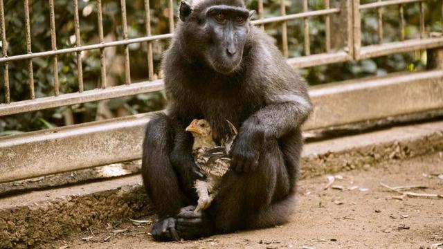 Tak Lagi Muda Monyet Adopsi Ayam Jadi Anak Angkat Global