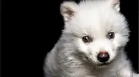 Serigala Purba Dire Wolf Bangkit dari Kepunahan Usai 10.000 Tahun