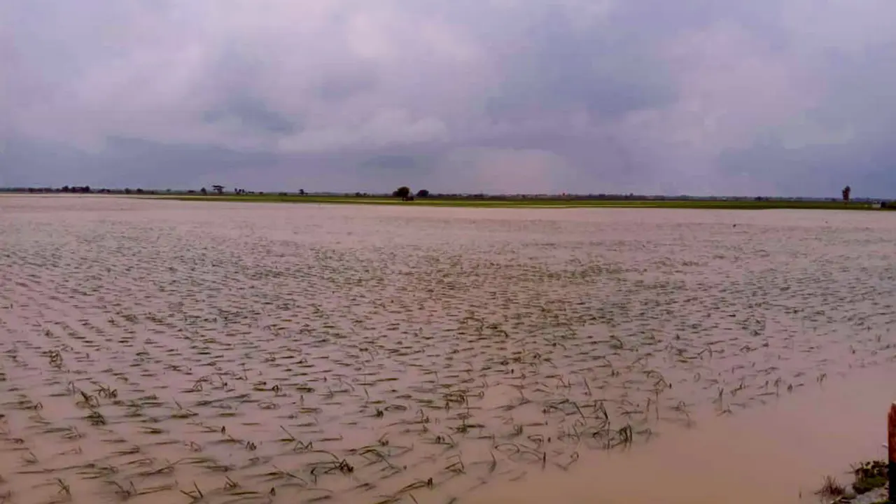 Sawah yang terdampak banjir.