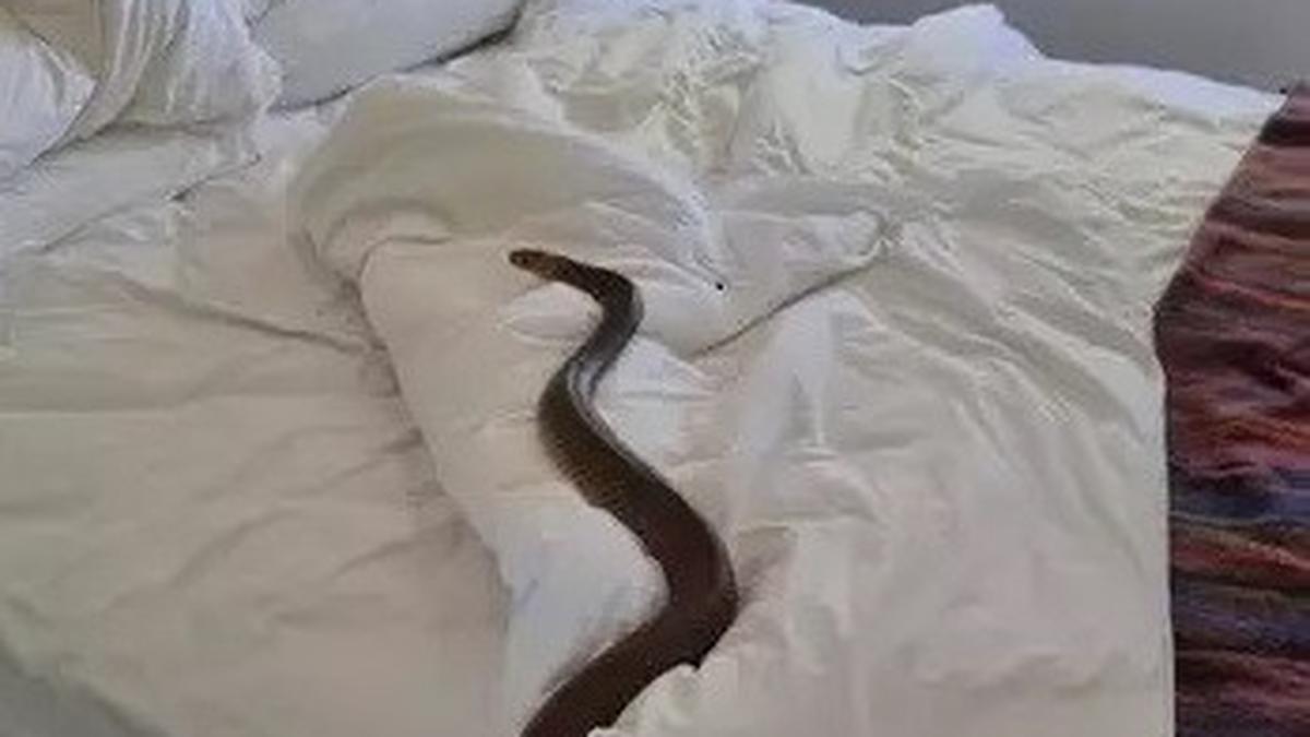 Kenapa Ular Bisa Tiba-tiba Muncul di Kasur atau Lemari? Ini 8 Fakta yang Perlu Diketahui