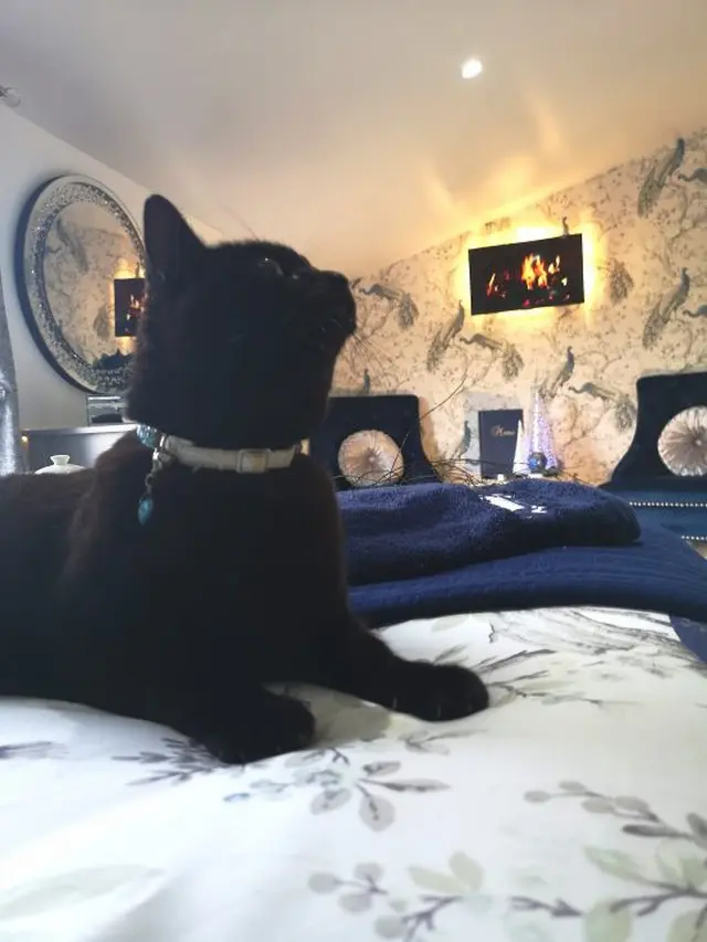 The Ings Luxury Cat Hotel