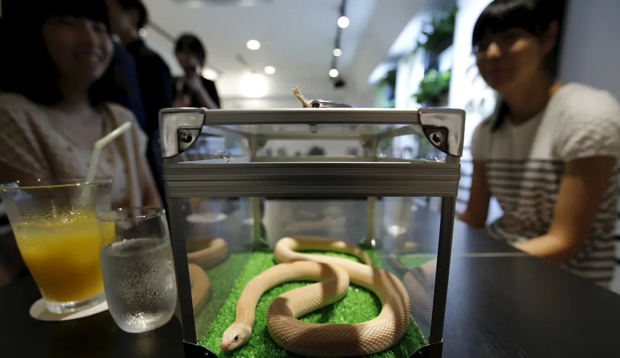 Pengunjung menikmati hidangan sambil ditemani ular  di sebuah kafe ular bernama 'Tokyo Snake Center' di distrik fashion Harajuku, Tokyo, 14 Agustus 2015. Sekali kunjungan, pengunjung hanya perlu membayar sekitar Rp108 ribu. (REUTERS/Toru Hanai)