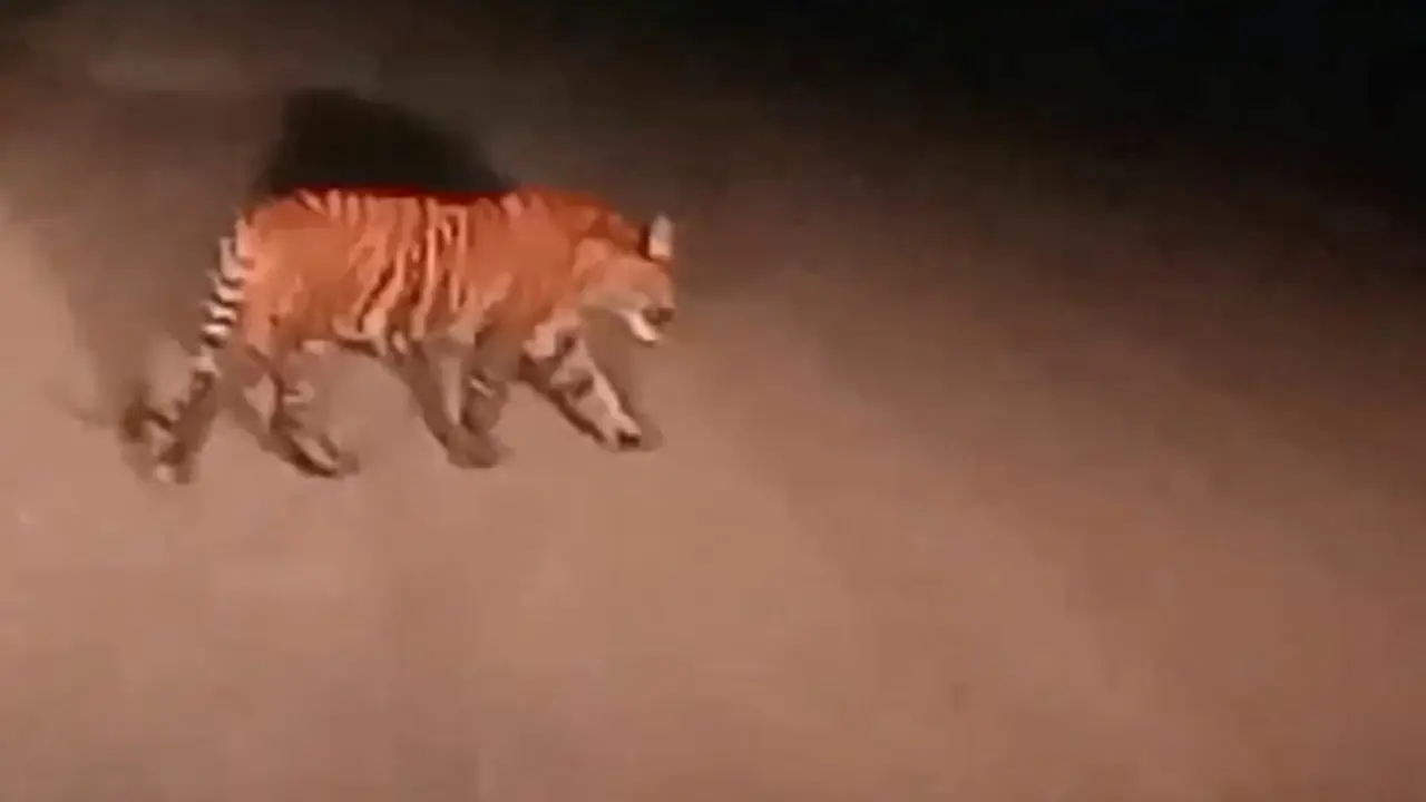 Harimau sumatra yang pernah terekam kamera ponsel warga.