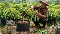 7 Tanda Pohon Alpukat Siap Dipangkas Agar Cepat Berbuah, Teknik Tepat Buah Lebat