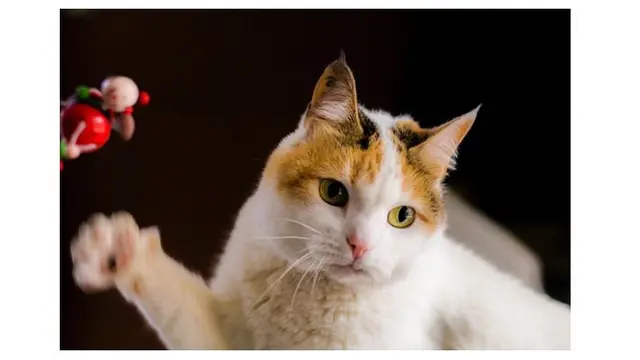 10 Potret Ekspresi Kucing saat Kaget Ini Lucu Banget, Bikin Gemas