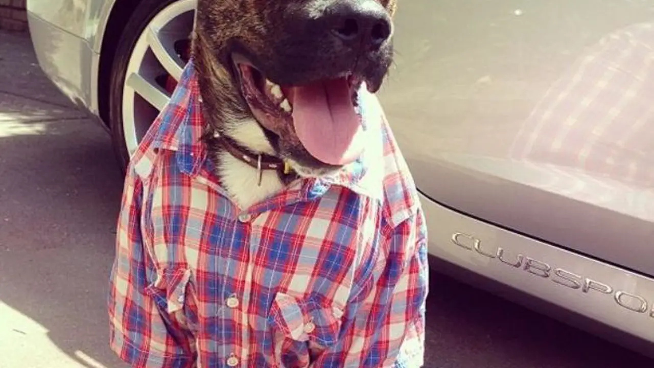 [Bintang] 23 Anjing Berbaju Ini Lebih Keren dari Manusia