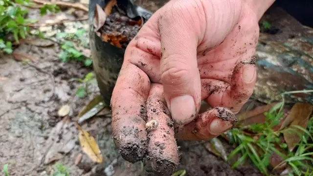 Rahasia Pot dan Media Tanam untuk Budidaya Tabulampot