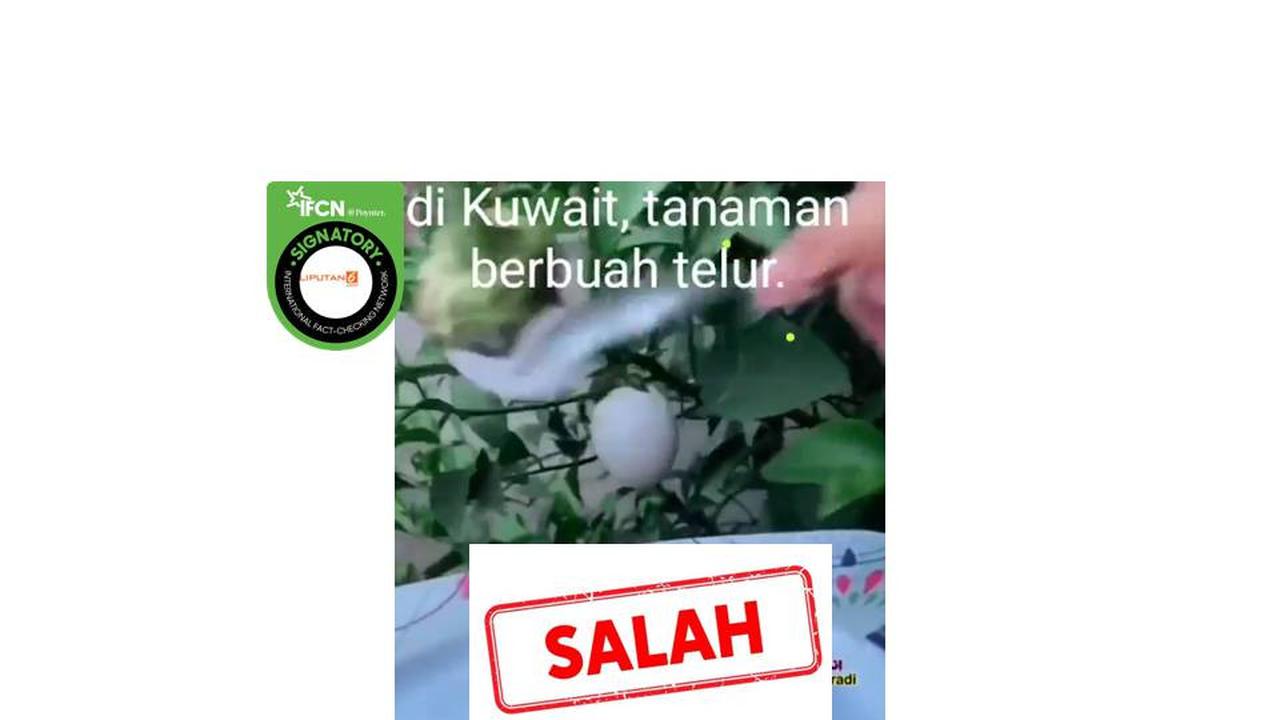 Cek Fakta tanaman telur