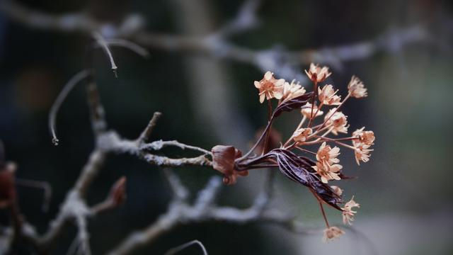 Ilustrasi bunga, detail