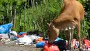 Seekor sapi mengkonsumsi sampah limbah organik rumah tangga dalam kantong plastik  yang berada di pinggir jalan raya di Darul Imarah, Provinsi Aceh, Senin (4/10/2019). Sapi tersebut mencari makan dari tumpukan sampah. (Photo by CHAIDEER MAHYUDDIN / AFP)