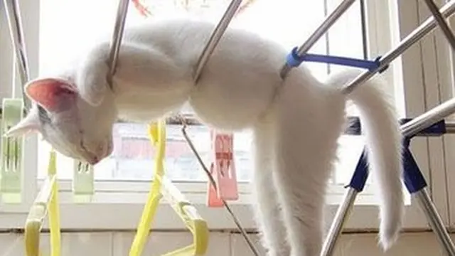 7 Kelakuan Kucing Tidur di Tempat Tak Biasa, Bikin Geleng Kepala