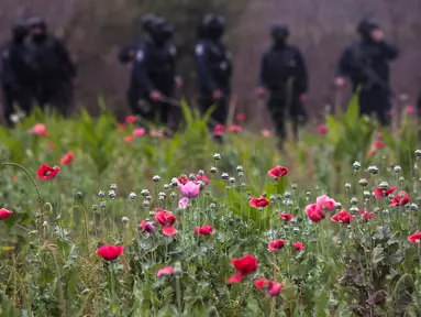 Sejumlah bunga poppy ilegal yang ditanam di sebuah perkebunan di desa Los Pericos, kota Mocorito, Meksiko (15/3). Bunga poppy ini biasa dijadikan untuk bahan pembuatan obat-obatan candu atau opium. (AFP/Rashide Frias)