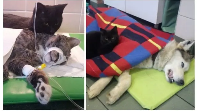 7 Potret Kucing Jadi Pekerja Ini Bikin Gemas