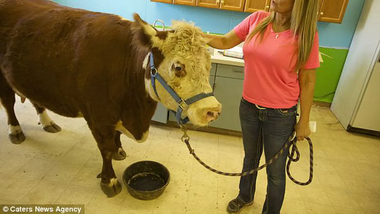Milkshake, Sapi yang Bertingkah Seperti Anjing