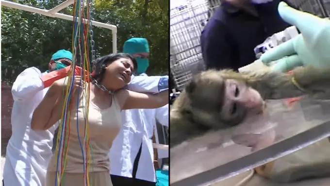 Begini Ternyata Jika Tubuhmu Dijadikan Percobaan Seperti Binatang