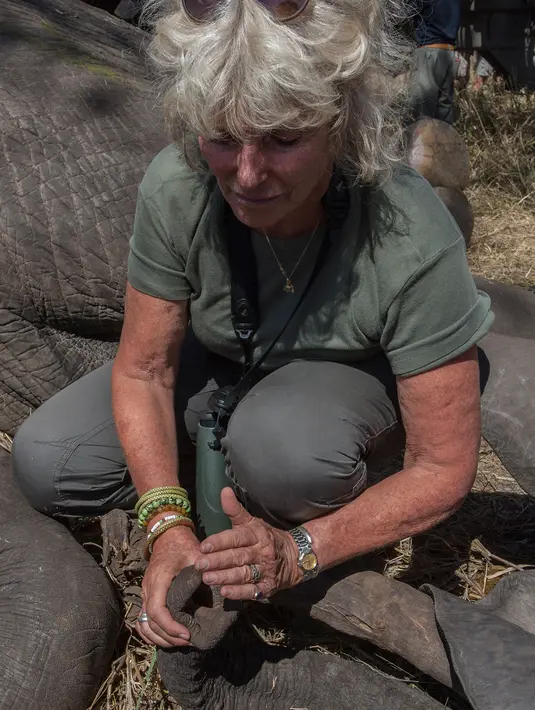 Seorang petugas Taman Afrika memeriksa kesehatan gajah sebelum dipindahkan di Majete Game Reserve, Malawi selatan (14/7). Sekitar 500 gajah dipindahkan dari Majete Game Reserve ke Nkhotakota di wilayah tengah. (AFP Photo/Amos Gumulira)