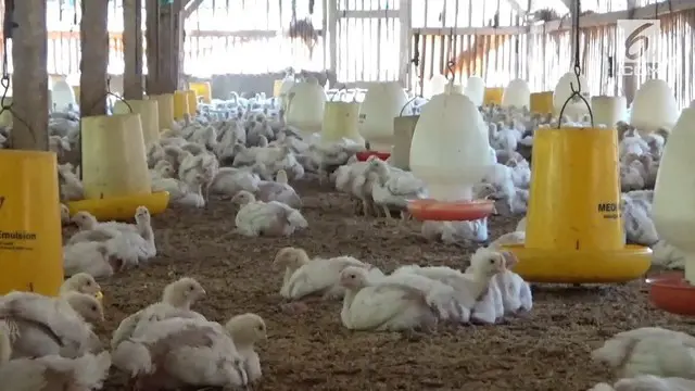 Komisi Pengawas Persaingan Usaha melakukan sidak ke peternak untuk memastikan penyebab harga daging ayam melambung di pasaran.