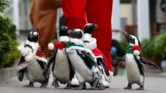Penguin Afrika mengenakan kostum bertema Natal menghibur penonton di Hakkeijima Sea Paradise di Yokohama (11/11). Acara The aquarium's Christmas ini digelar dari 11 November hingga perayaan Natal, 25 Desember. (AFP Photo/Toshifumi Kitamura)