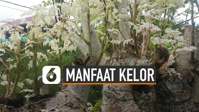 Gubernur NTT, Viktor Laiskodat instruksikan masyarakat tanam kelor di rumah. Viktor menyebut pohon kelor atau marungga sebagai tanaman ajaib.