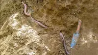Pria ini tak sengaja temukan cacing tanah sepanjang hampir 2 meter. (Sumber:  Giantearthworm.org.au)