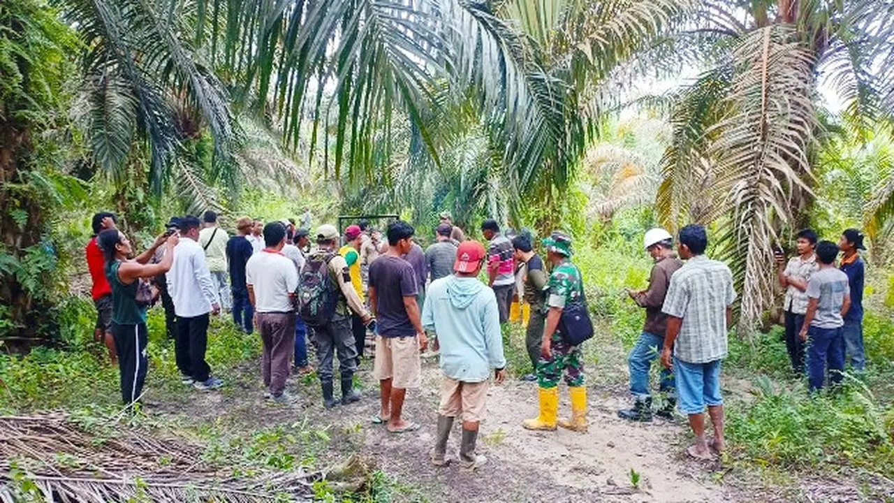 Pemasangan kandang jebakan untuk menangkap harimau sumatra di Kabupaten Bengkalis.