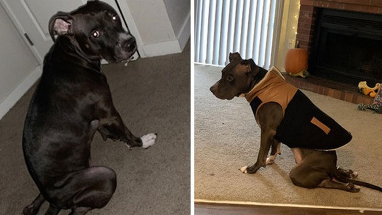 anjing duduk dengan pose aneh