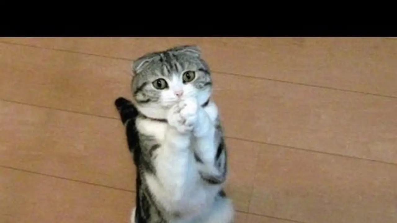 Kelaparan, Kucing dan Anjing Ini Memohon Minta Makan
