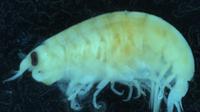 Amphipods sea fleas (via: Herald Sun)