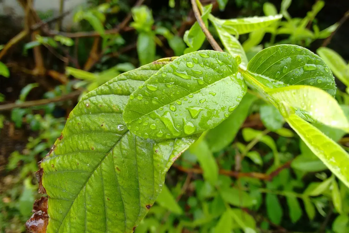 Manfaat daun jambu biji untuk kesehatan
