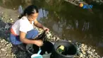 Sulit dapatkan air bersih, warga di Karawang, Jawa Barat, terpaksa gunakan air sungai bercampur limbah kotoran sapi.