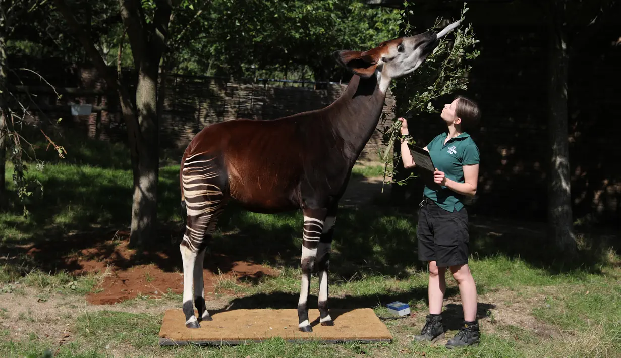 Petugas memberi makan okapi di samping skala pengukur selama penimbangan tahunan Kebun Binatang London, Kamis (22/8/2019). Sekitar 650 spesies yang berbeda ditimbang satu persatu sebagai cara utama untuk memantau kesejahteraan penghuni kebun binatang secara keseluruhan. (Isabel INFANTES/AFP)